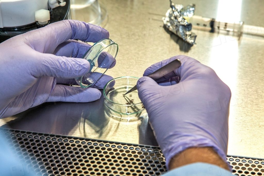Researcher handling plant samples in a laboratory