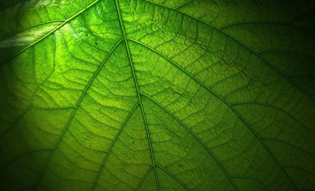 Close-up of a backlit green leaf showing its veins