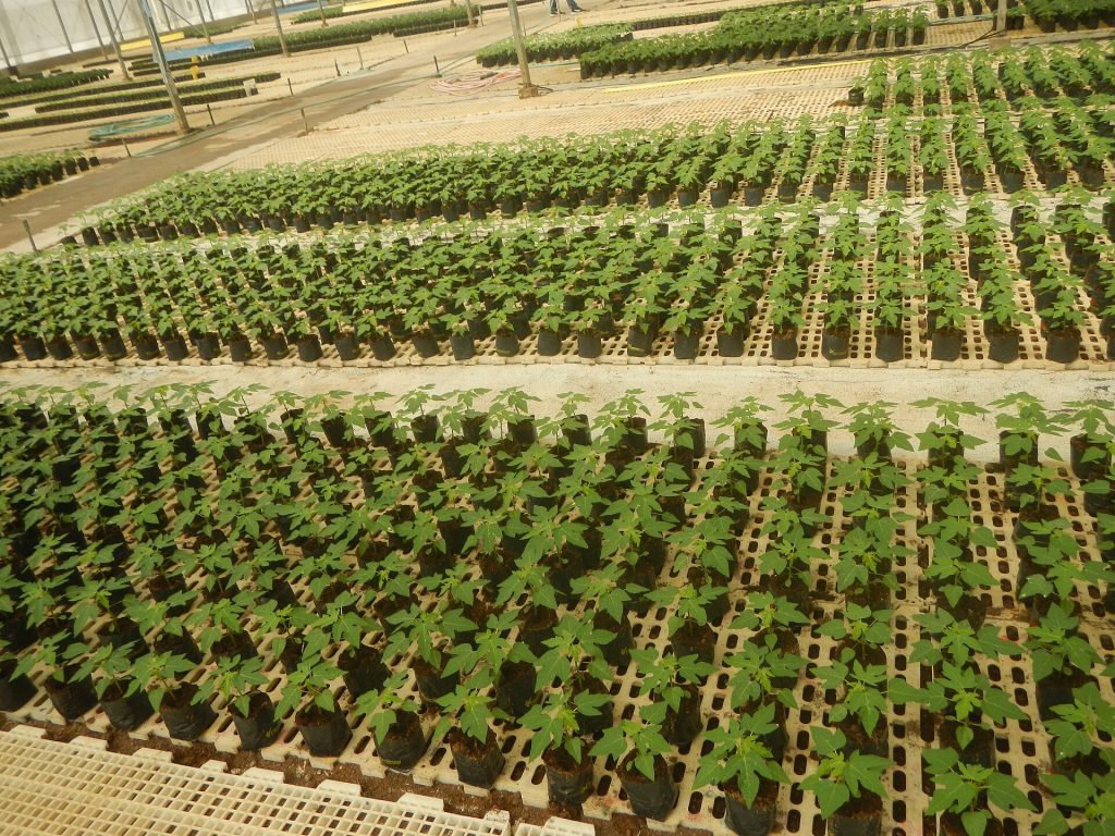 Rows of young crop plants in a greenhouse