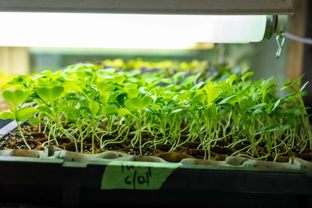 Young seedlings growing in trays under grow lights